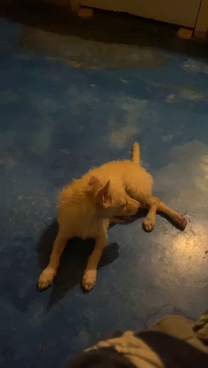 Enlarge Belinda, a Adopted mixed breed in Burlington, ON video 6/6