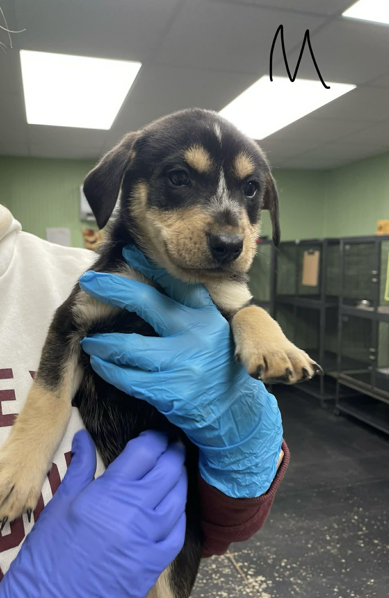 Turbo, Adoptable, Puppy Male Labrador Retriever & Husky.