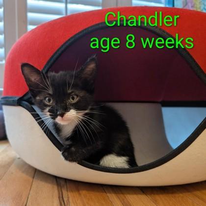 Chandler, Adoptable, Kitten Male Domestic Short Hair & Domestic Short Hair.