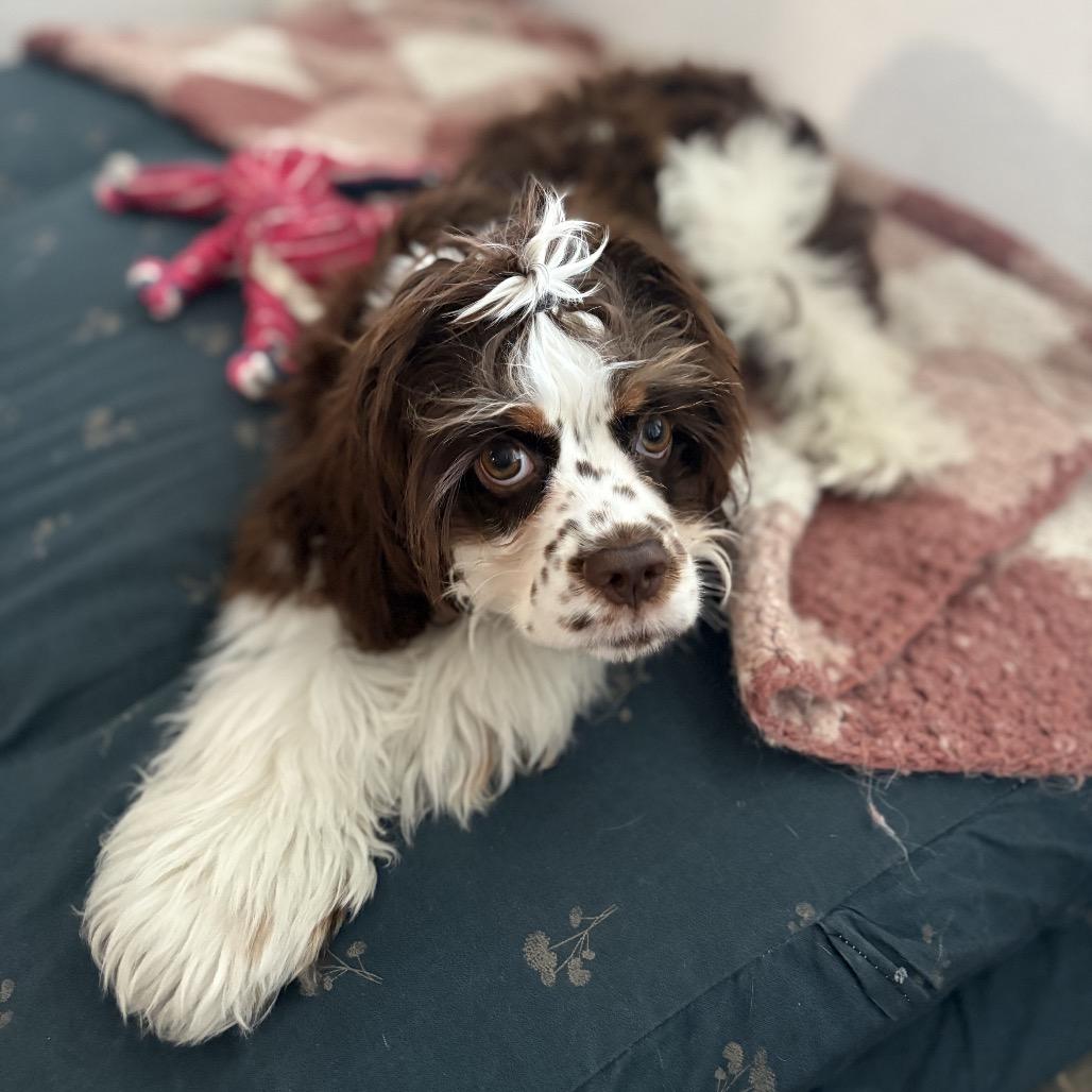 Enlarge Marnie Michaels, a Adoptable mixed breed in Austin, TX image 1/3