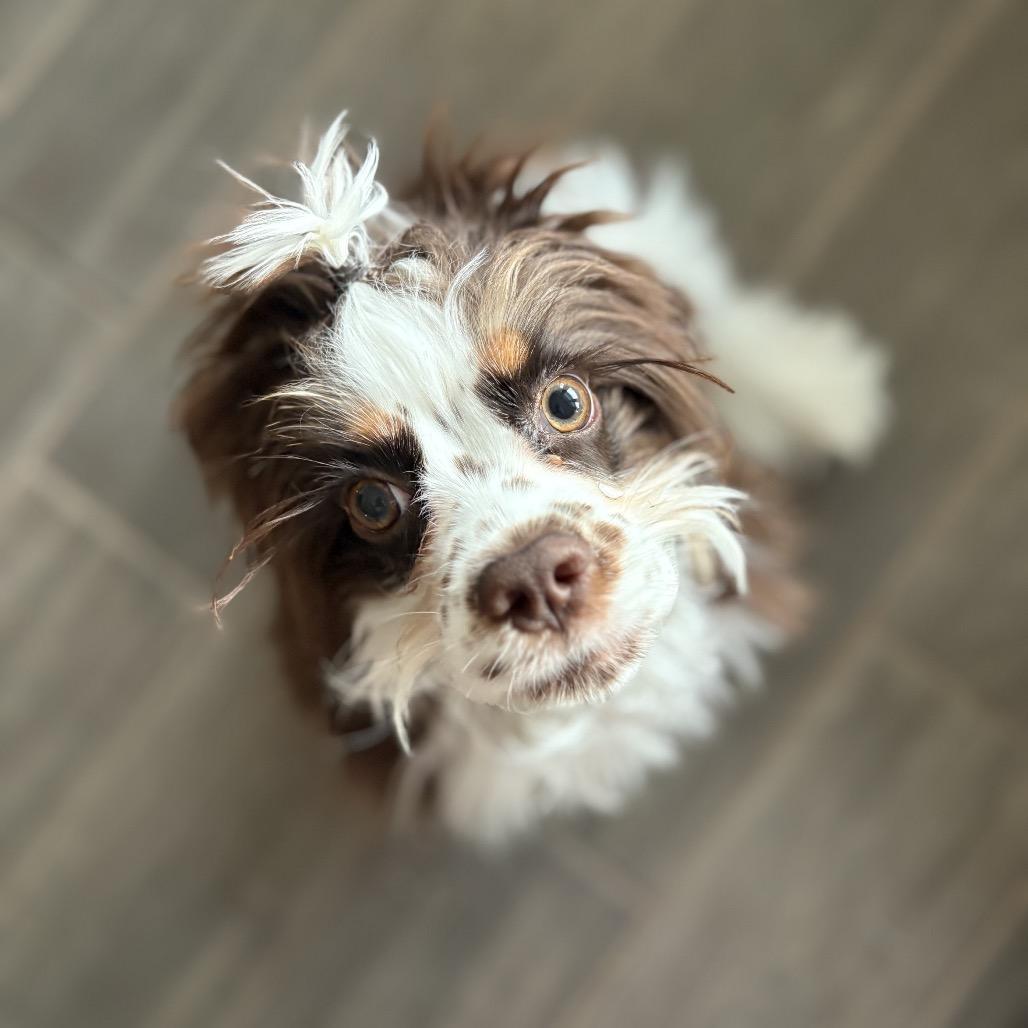 Enlarge Marnie Michaels, a Adoptable mixed breed in Austin, TX image 3/3