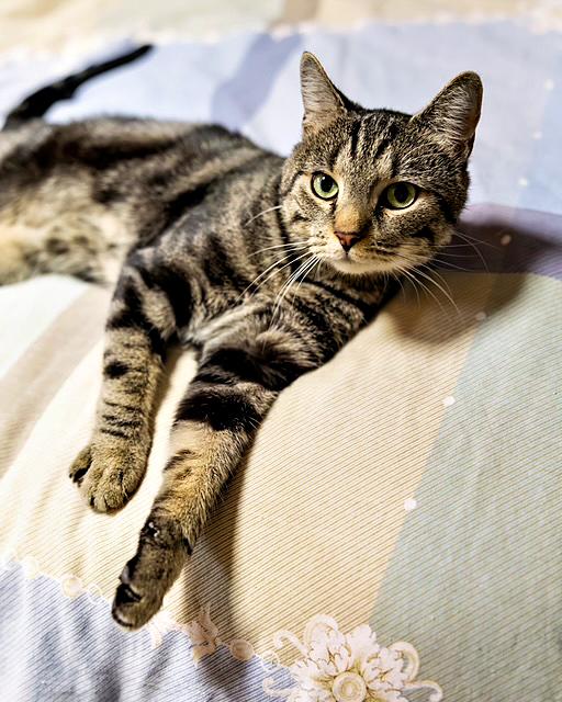 Enlarge Mimby, a Adoptable Domestic Short Hair in Pittsburgh, PA image 1/3