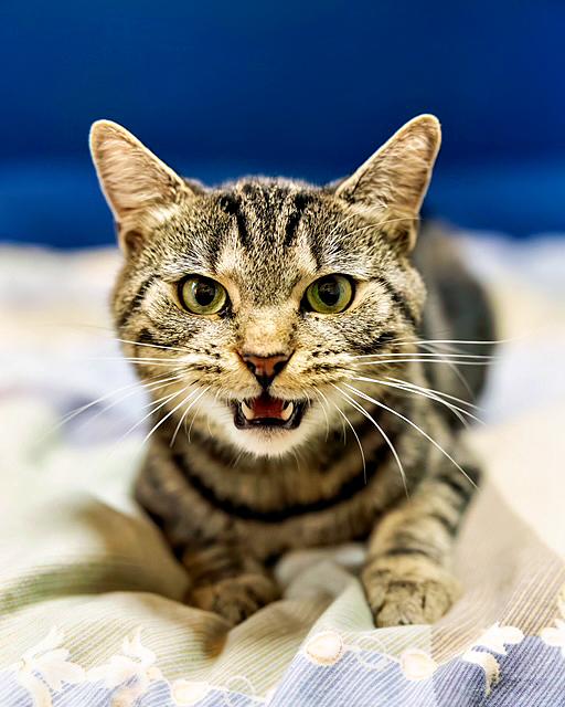 Enlarge Mimby, a Adoptable Domestic Short Hair in Pittsburgh, PA image 3/3