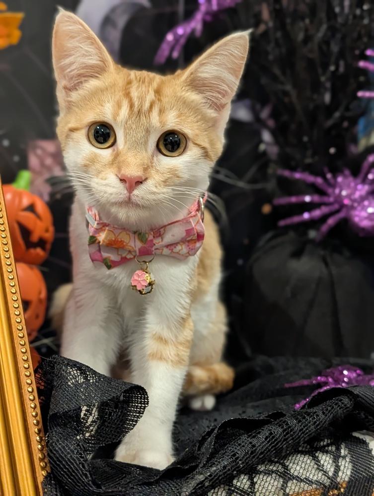 Enchilada, Adoptable, Kitten Female Domestic Short Hair & Tabby.