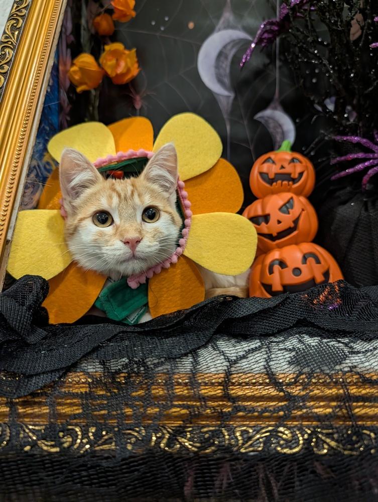 Enlarge Enchilada, a Adoptable mixed breed in Fremont, CA image 2/6