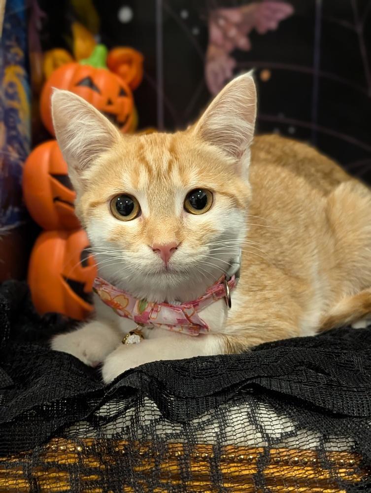 Enlarge Enchilada, a Adoptable mixed breed in Fremont, CA image 3/6