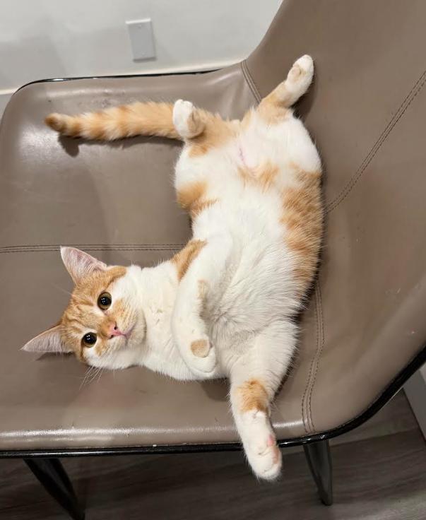 Enlarge Enchilada, a Adoptable mixed breed in Fremont, CA image 5/6