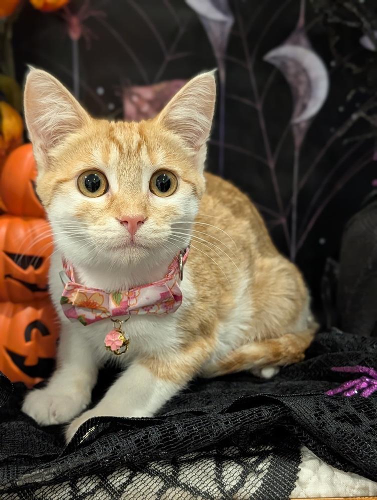 Enlarge Enchilada, a Adoptable mixed breed in Fremont, CA image 6/6