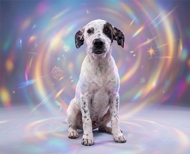 Magpie, Adoptable, Puppy Female Dalmatian & Mixed Breed.