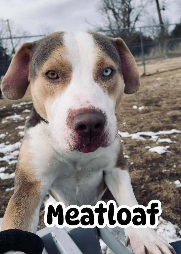 Meatloaf, Adopted, Young Male Pit Bull Terrier.