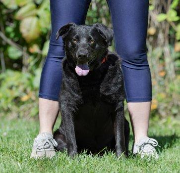 Enlarge McKynlee, a Adoptable Labrador Retriever in Bedford Hills, NY image 2/4