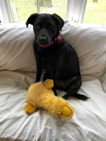 McKynlee, Adoptable, Young Female Labrador Retriever.
