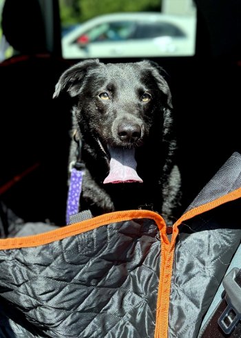 Enlarge McKynlee, a Adoptable Labrador Retriever in Bedford Hills, NY image 2/12