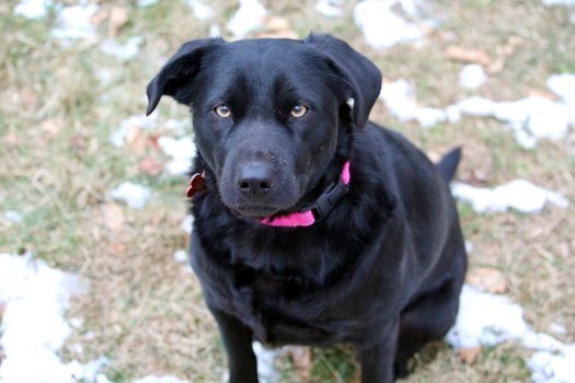 Enlarge McKynlee, a Adoptable Labrador Retriever in Bedford Hills, NY image 3/12