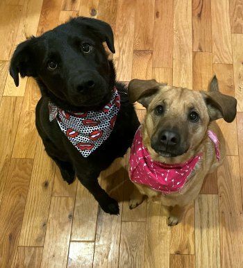Enlarge McKynlee, a Adoptable Labrador Retriever in Bedford Hills, NY image 4/12