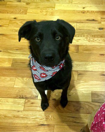 Enlarge McKynlee, a Adoptable Labrador Retriever in Bedford Hills, NY image 5/12
