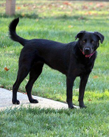 Enlarge McKynlee, a Adoptable Labrador Retriever in Bedford Hills, NY image 6/12