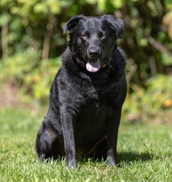 McKynlee, Adoptable, Young Female Labrador Retriever.