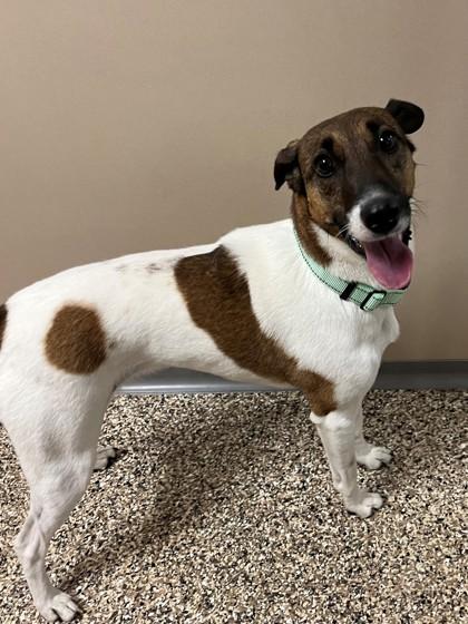 Zara, ADOPTABLE, Adult Female Fox Terrier.