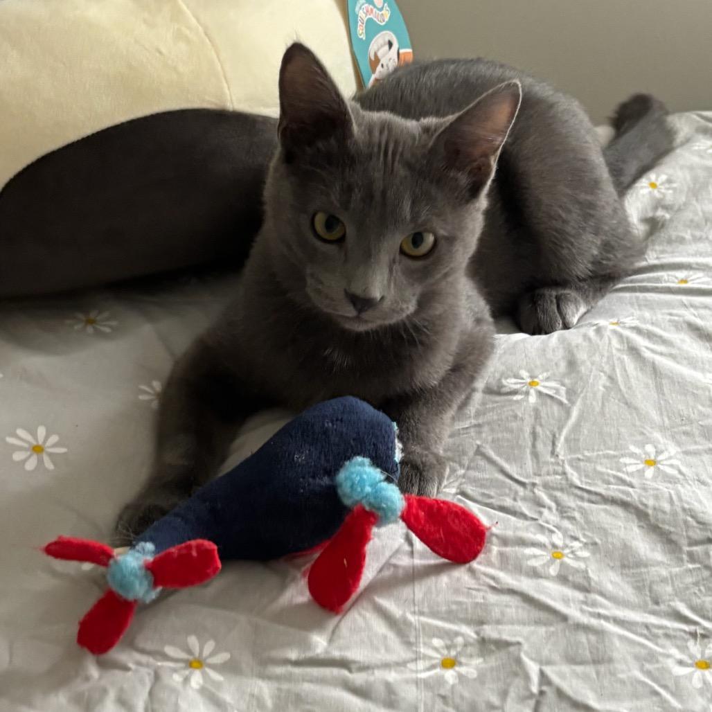 Hot Lips, Adoptable, Kitten Female Domestic Short Hair.