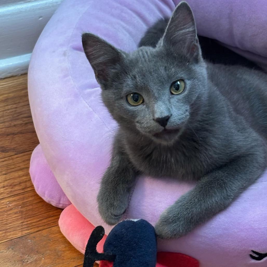 Enlarge Hot Lips, a Adoptable Domestic Short Hair in Bel Air, MD image 2/6