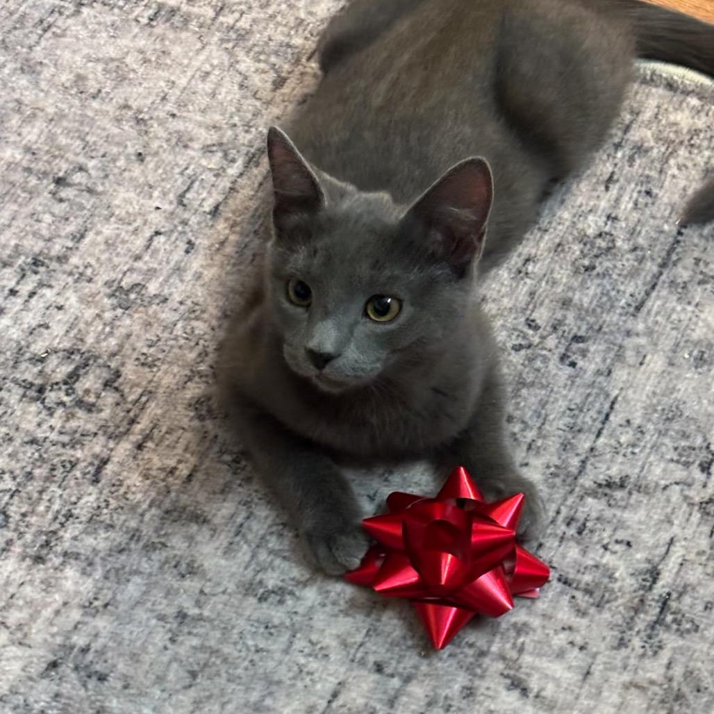 Enlarge Hot Lips, a Adoptable Domestic Short Hair in Bel Air, MD image 3/6