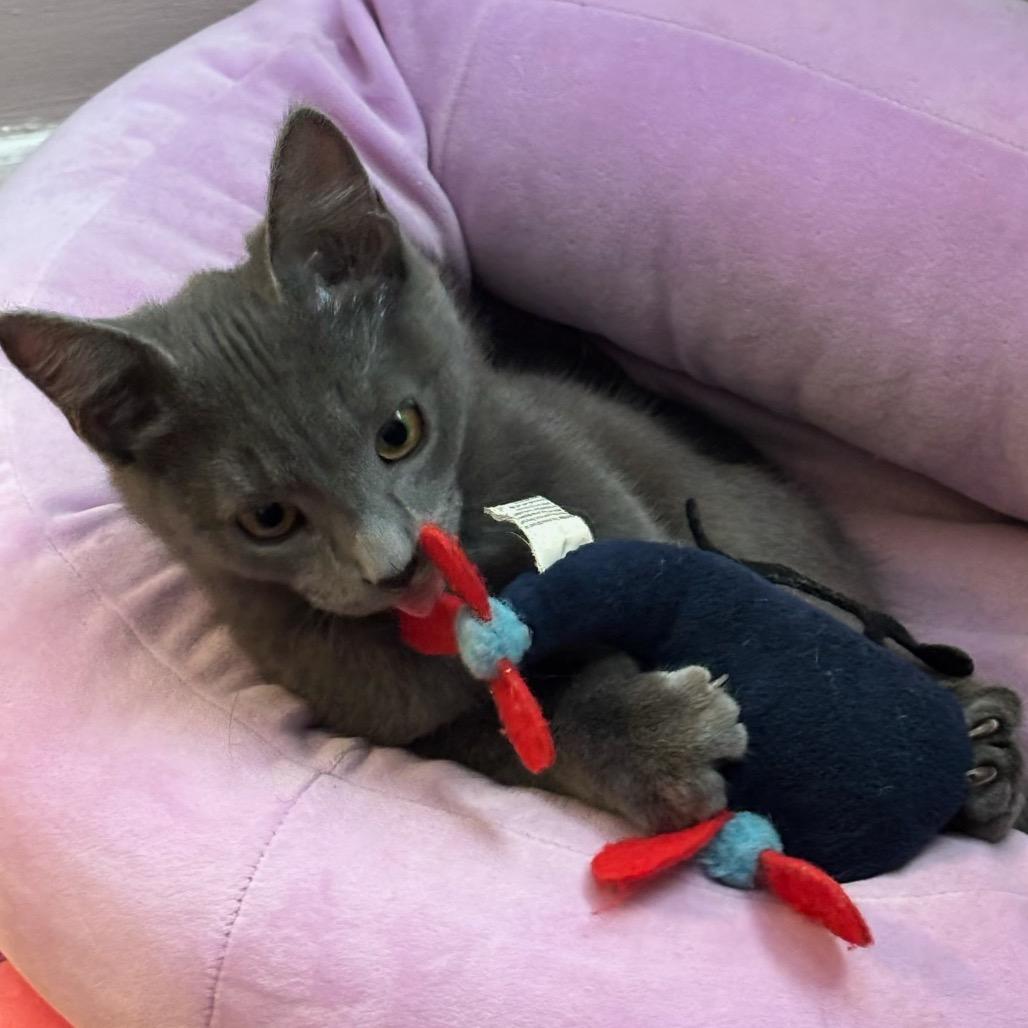 Enlarge Hot Lips, a Adoptable Domestic Short Hair in Bel Air, MD image 4/6