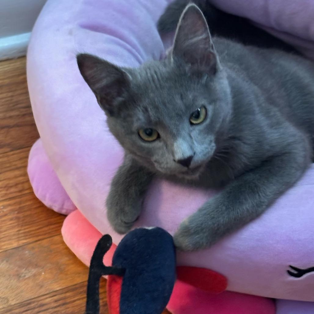 Enlarge Hot Lips, a Adoptable Domestic Short Hair in Bel Air, MD image 5/6