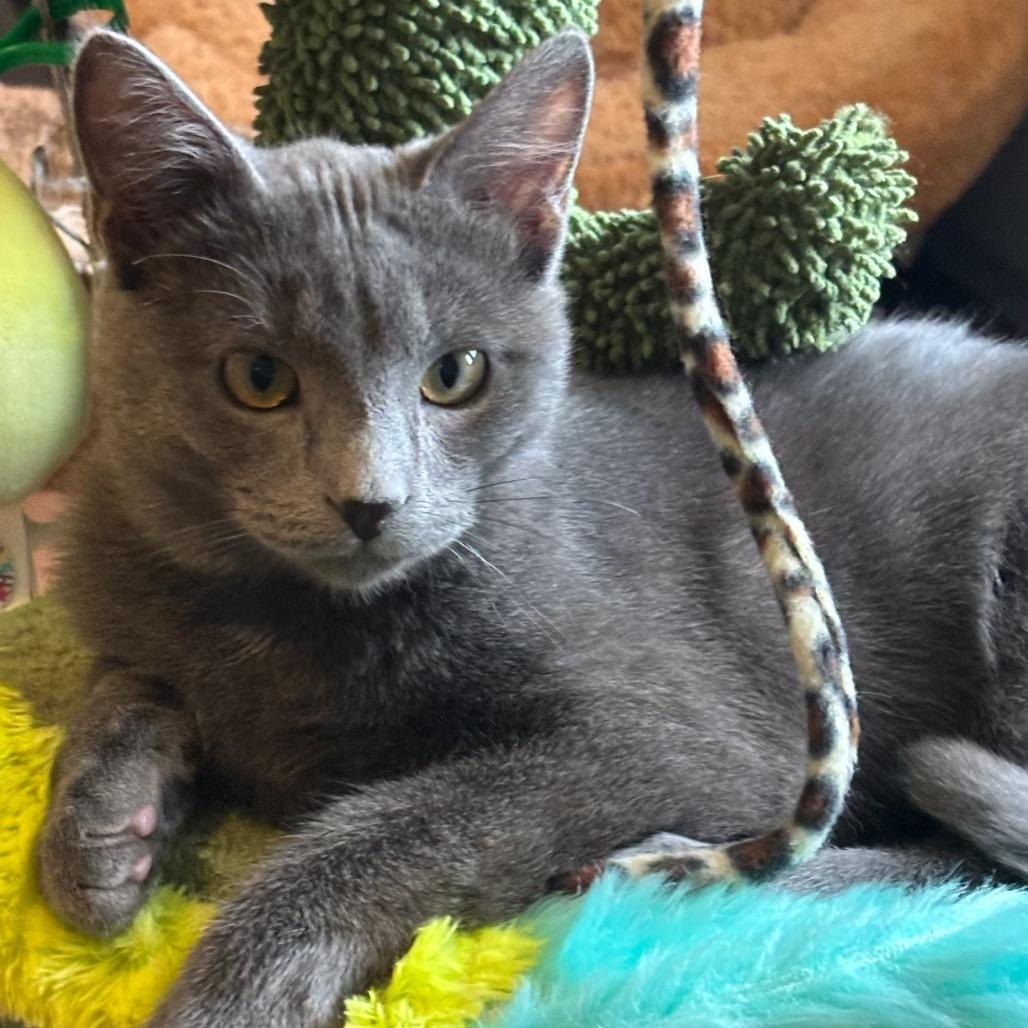 Enlarge Hot Lips, a Adoptable Domestic Short Hair in Bel Air, MD image 6/6