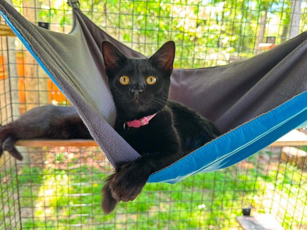 Lilo, Adoptable, Kitten Female Domestic Short Hair.