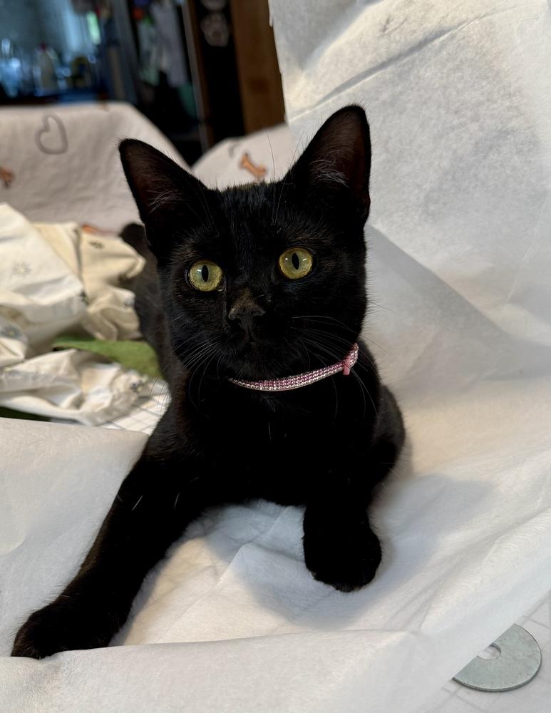 Enlarge Lilo, a Adoptable Domestic Short Hair in Stafford, VA image 2/2