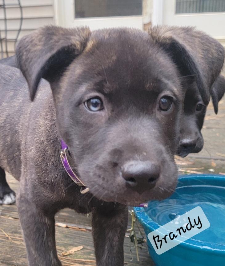 Enlarge Brandy, a Adoptable mixed breed in Prince Frederick, MD image 1/2