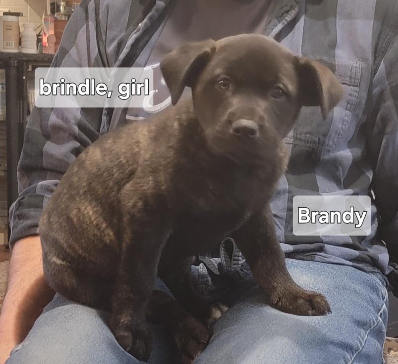 Brandy, Adoptable, Young Female Black Labrador Retriever.