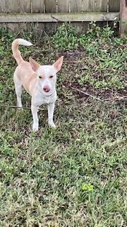 Henny Penny, Adoptable, Adult Female Chihuahua.