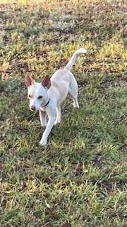 Enlarge Henny Penny, a Adoptable Chihuahua in Bradenton, FL image 3/6