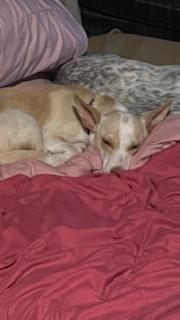 Enlarge Henny Penny, a Adoptable Chihuahua in Bradenton, FL image 4/6