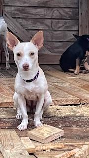 Enlarge Henny Penny, a Adoptable Chihuahua in Bradenton, FL image 5/6