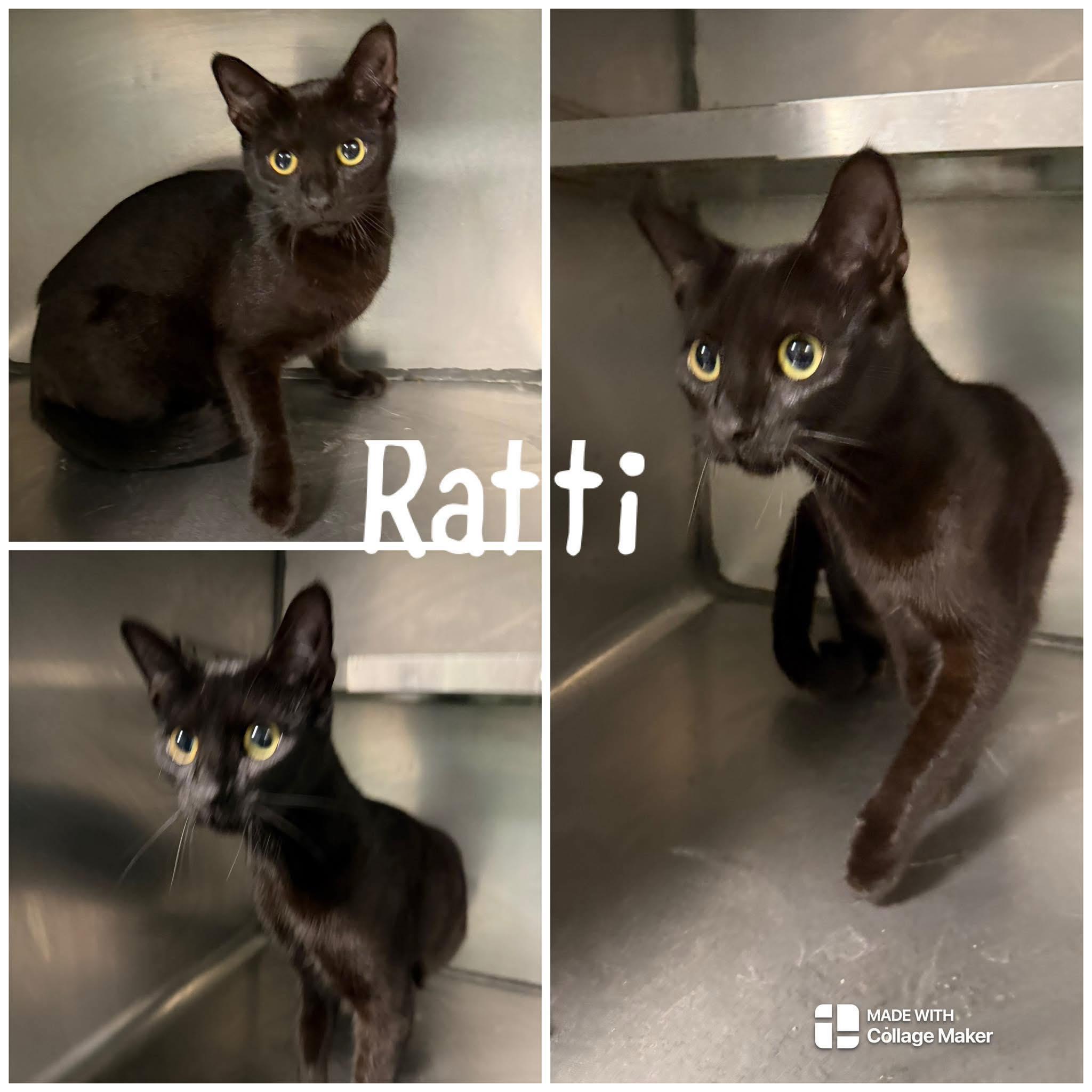Enlarge Raffi, a ADOPTABLE Domestic Short Hair in Saint James, MO image 2/2