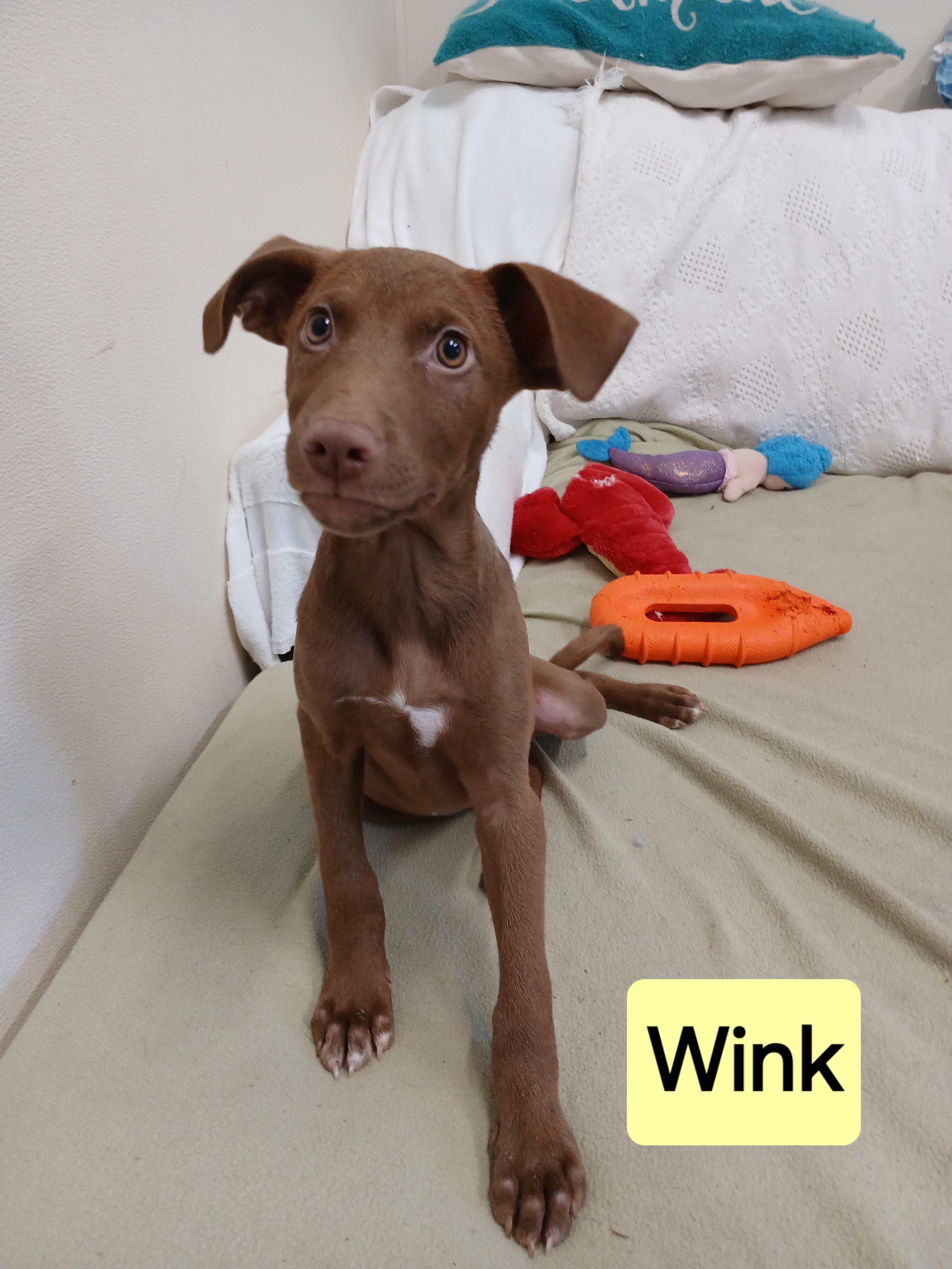 Wink photo 2