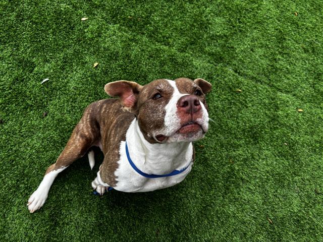 MARY PUPPINS, Adoptable, Adult Female Staffordshire Bull Terrier & Mixed Breed.