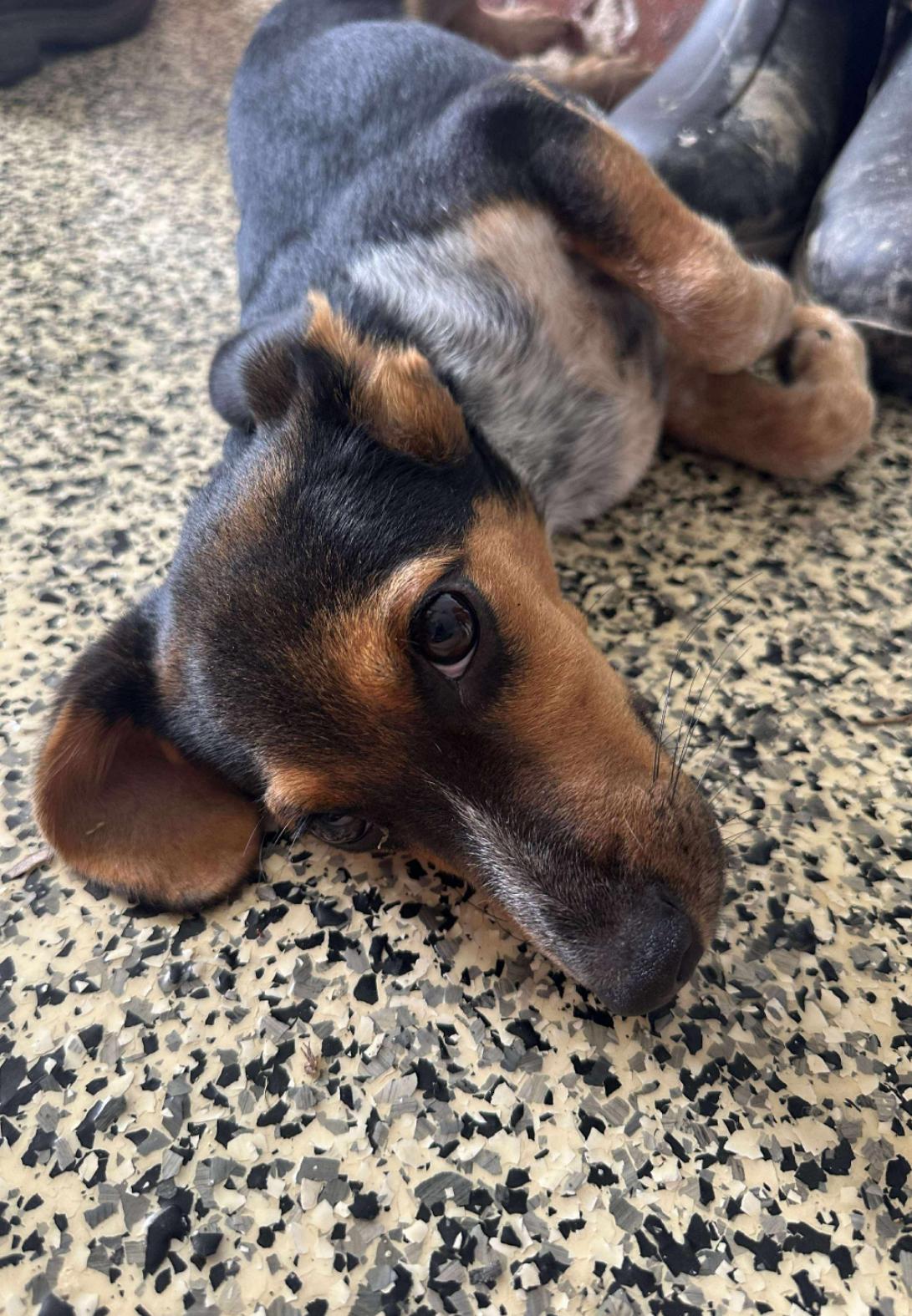 Roscoe