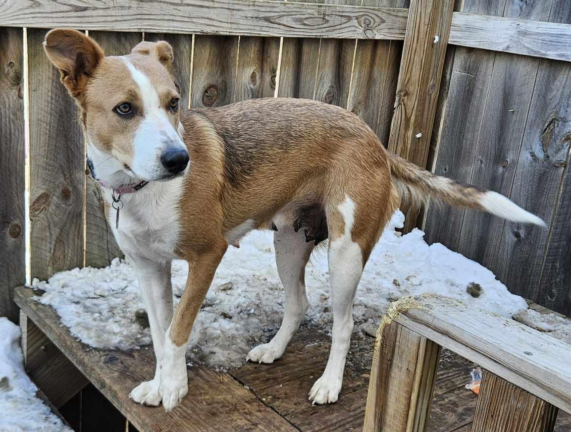 Pearl, a Adoptable Border Collie in Waterloo, IA image 1/3