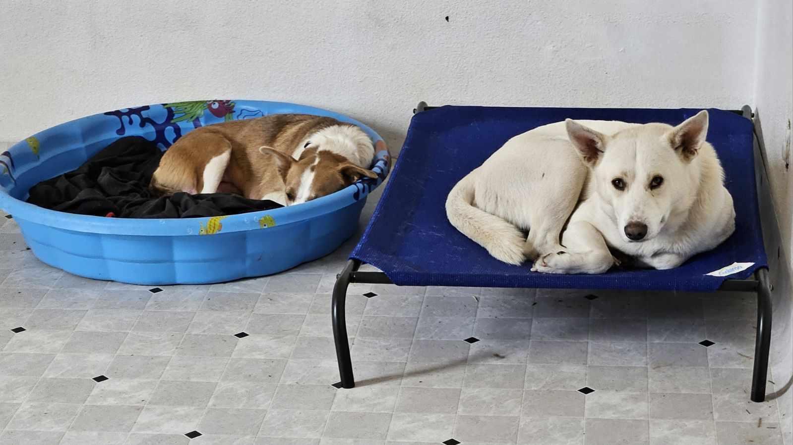 Pearl, a Adoptable Border Collie in Waterloo, IA image 2/3