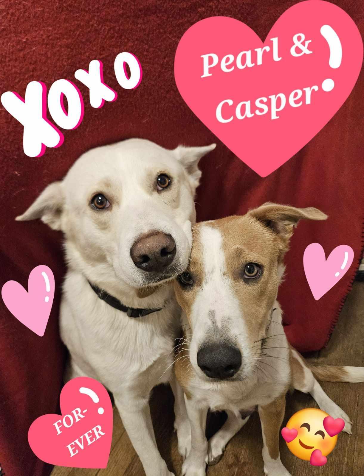 Pearl, a Adoptable Border Collie in Waterloo, IA image 3/3