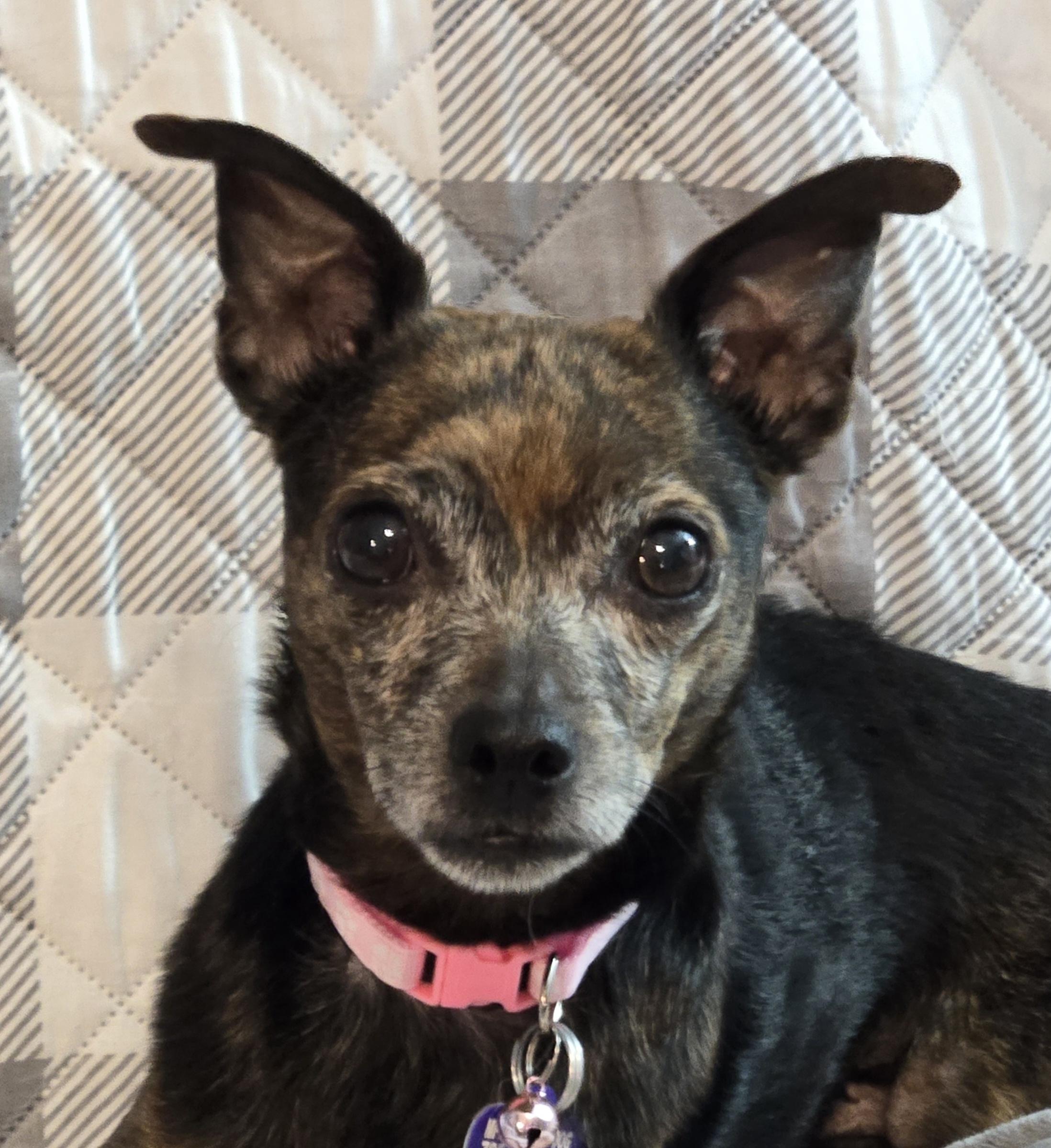 Enlarge Casey, a ADOPTABLE mixed breed in El Dorado, KS image 1/5