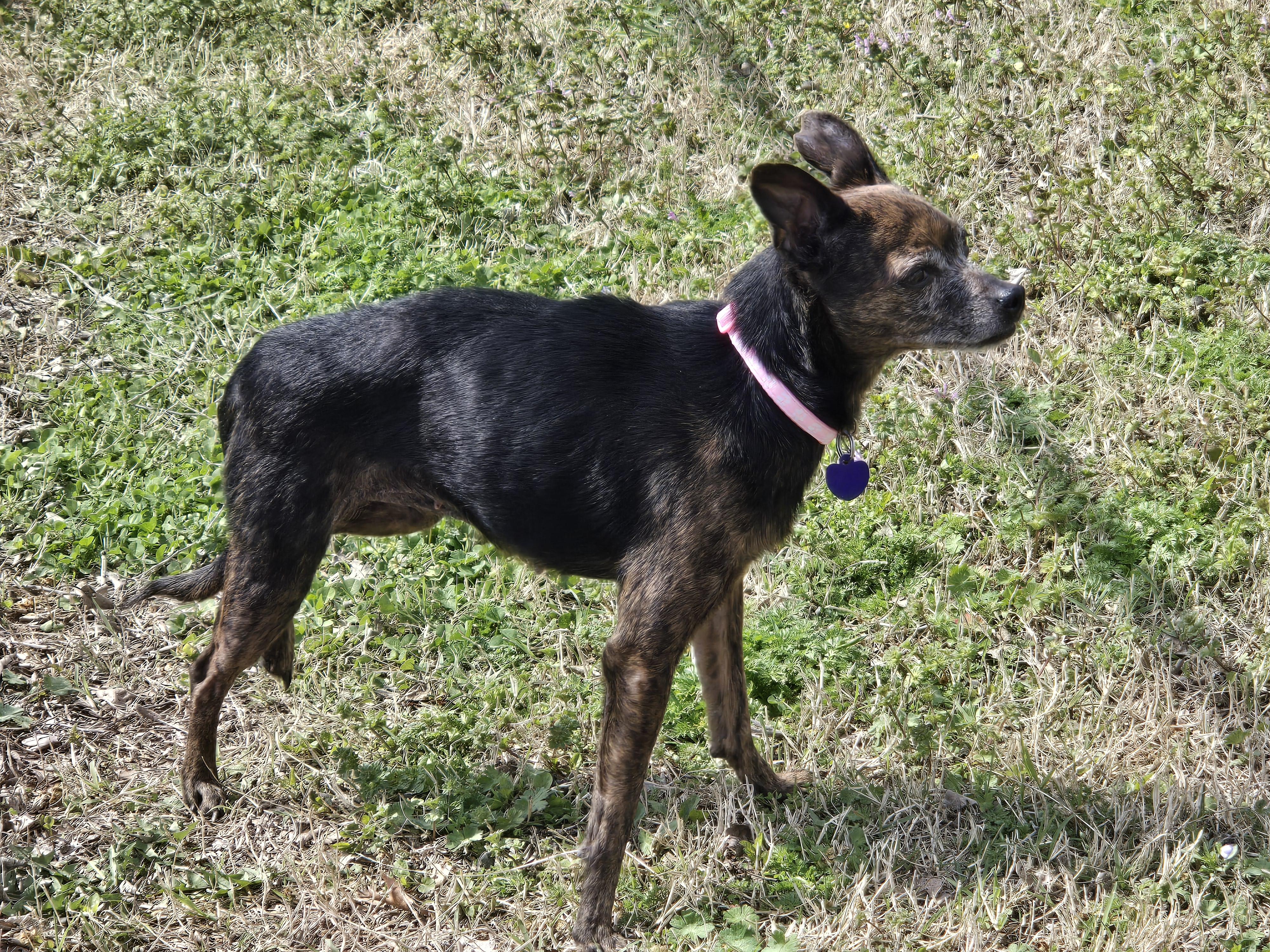 Enlarge Casey, a ADOPTABLE mixed breed in El Dorado, KS image 4/5