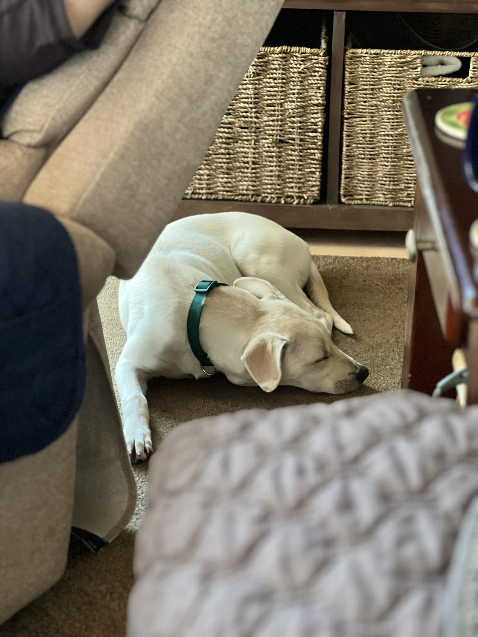 Enlarge Cheyenne, a Adoptable mixed breed in Mount Holly, NJ image 2/6