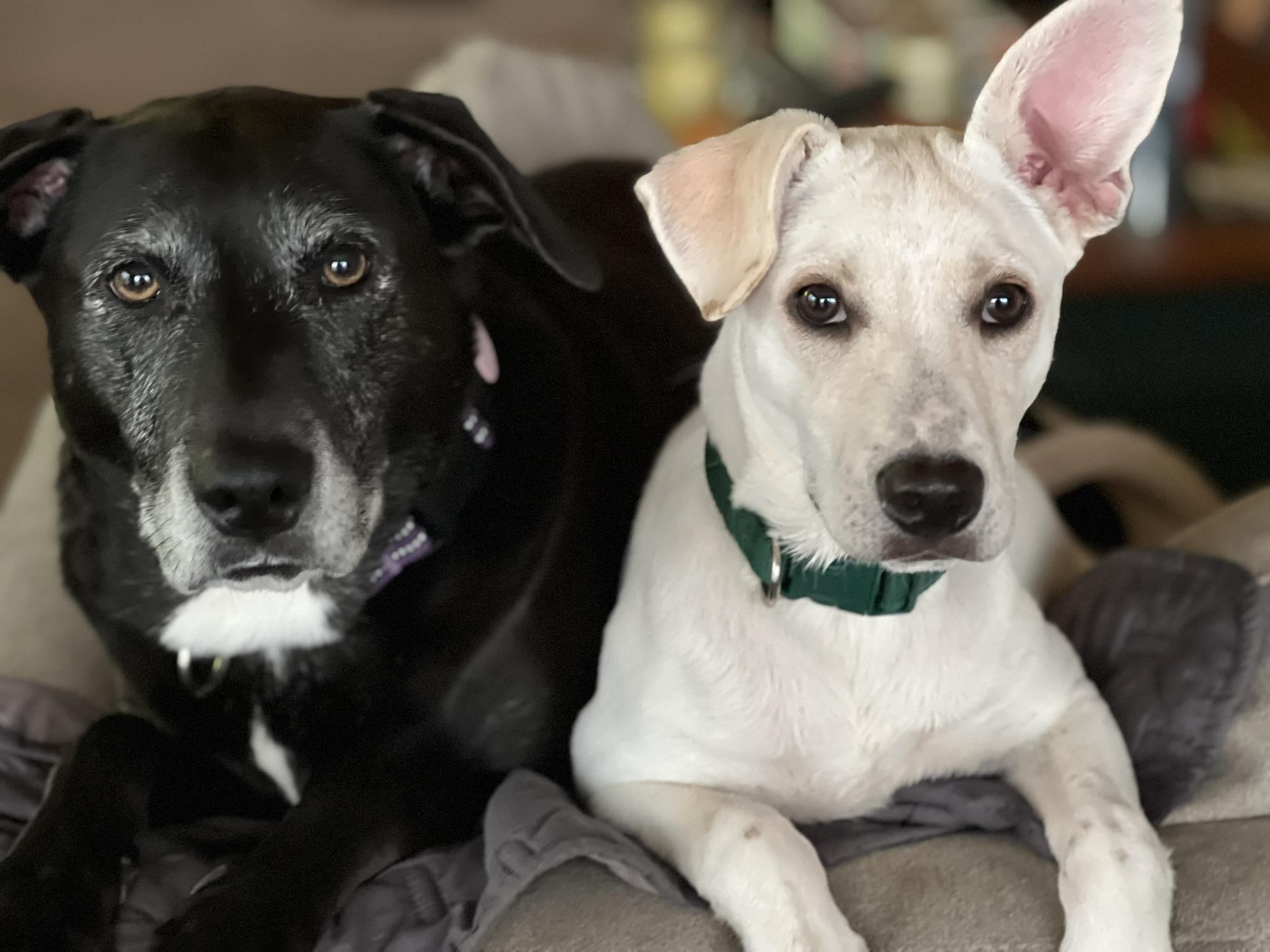 Enlarge Cheyenne, a Adoptable mixed breed in Mount Holly, NJ image 3/6