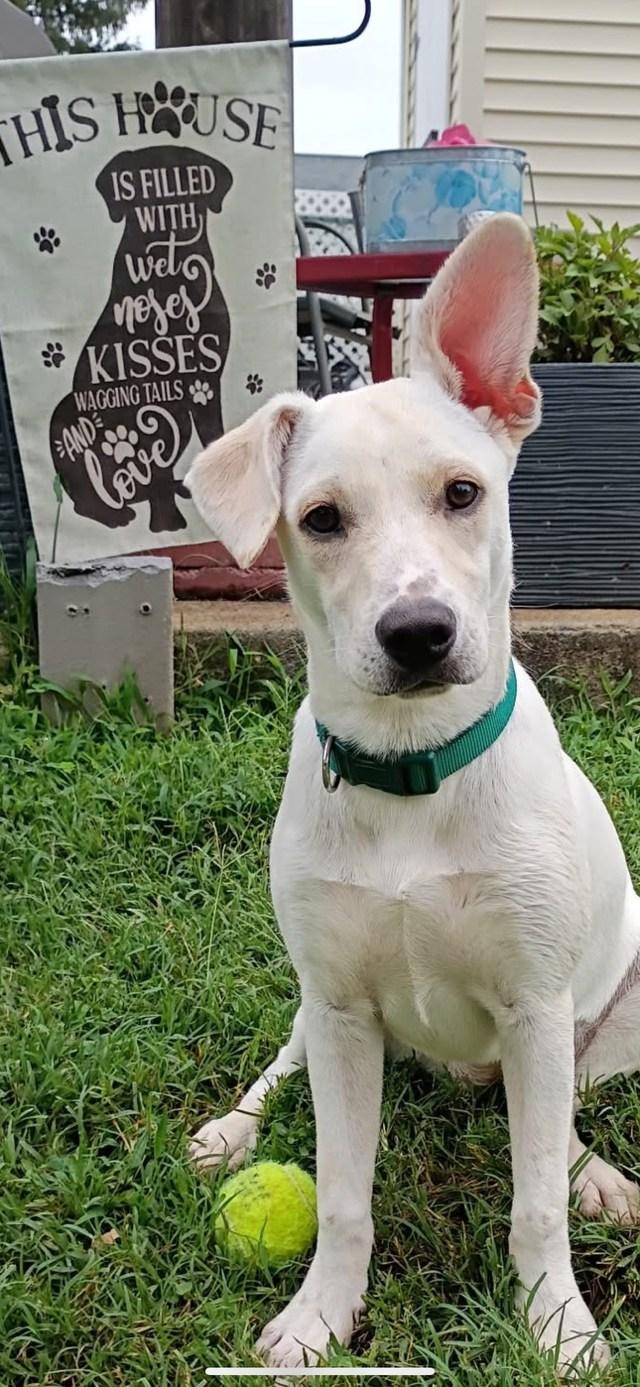 Cheyenne, Adoptable, Young Female Labrador Retriever & Hound.