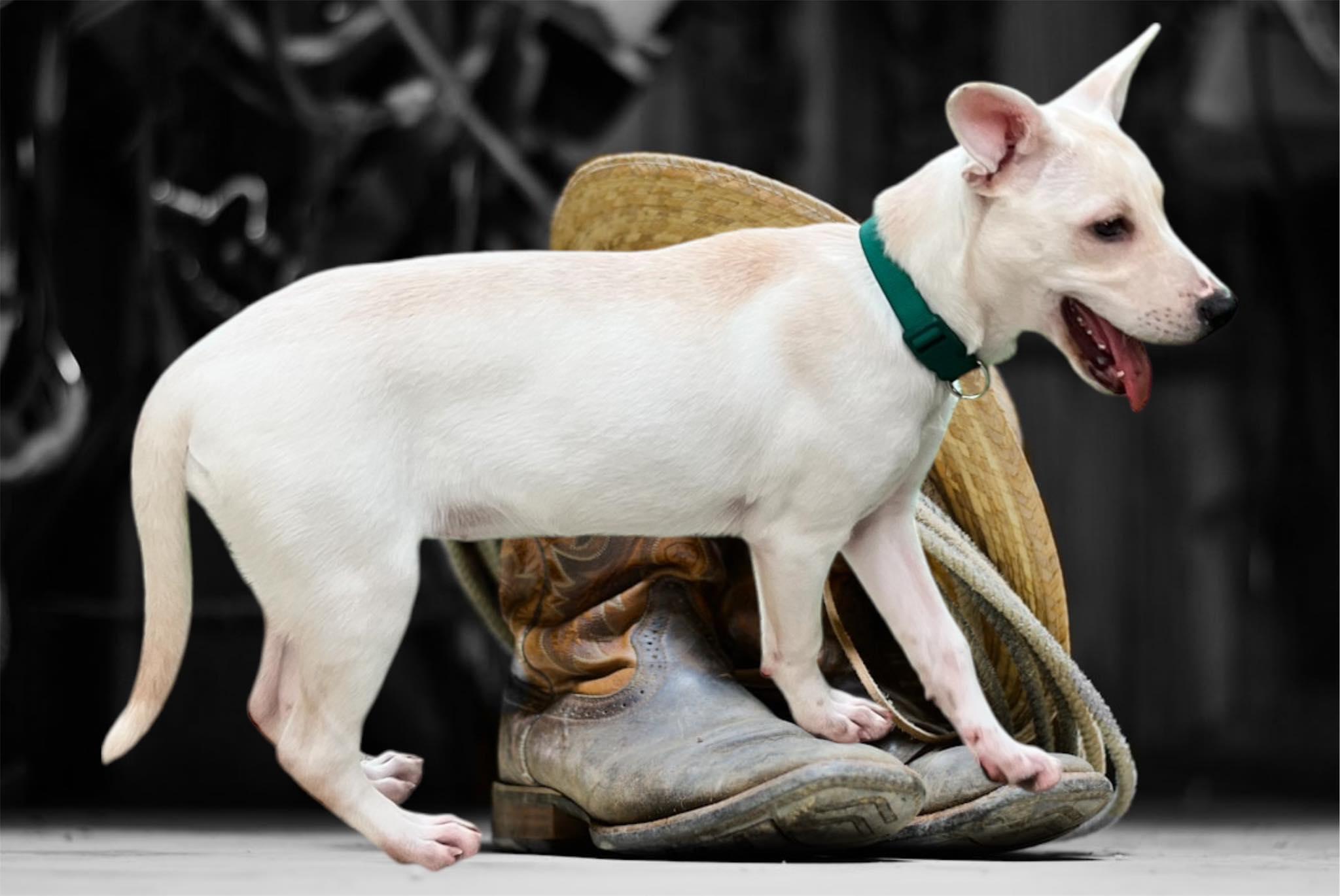 Enlarge Cheyenne, a Adoptable mixed breed in Mount Holly, NJ image 4/6